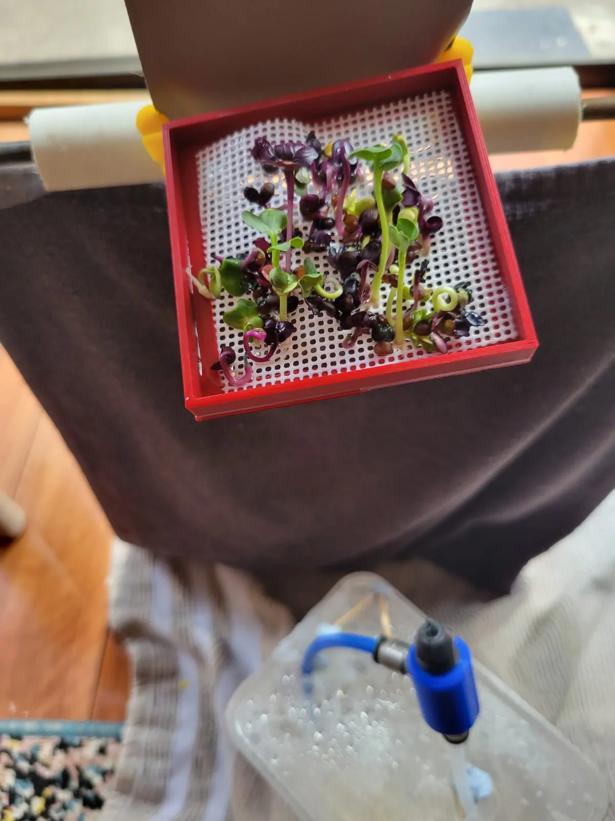 A red 3D printed tray holding purple and green radish microgreens sprouting through a white mesh sheet.